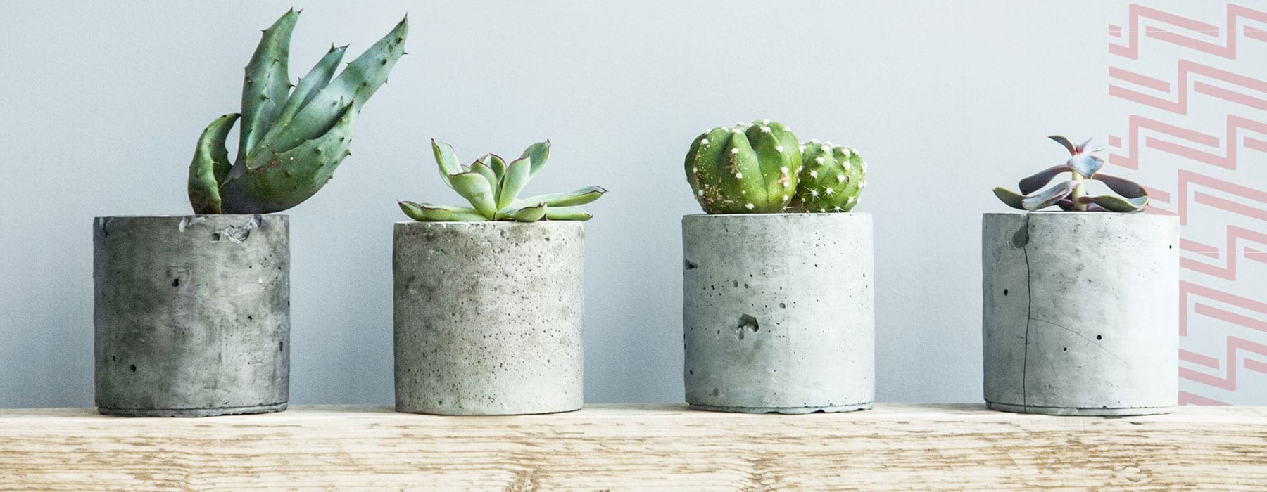 lifestyle image of equally spaced succulents on a modern shelf